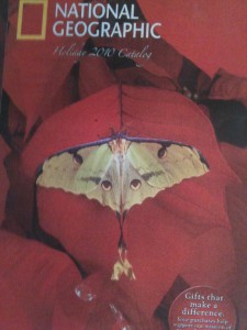 Luna Moth Inspiration